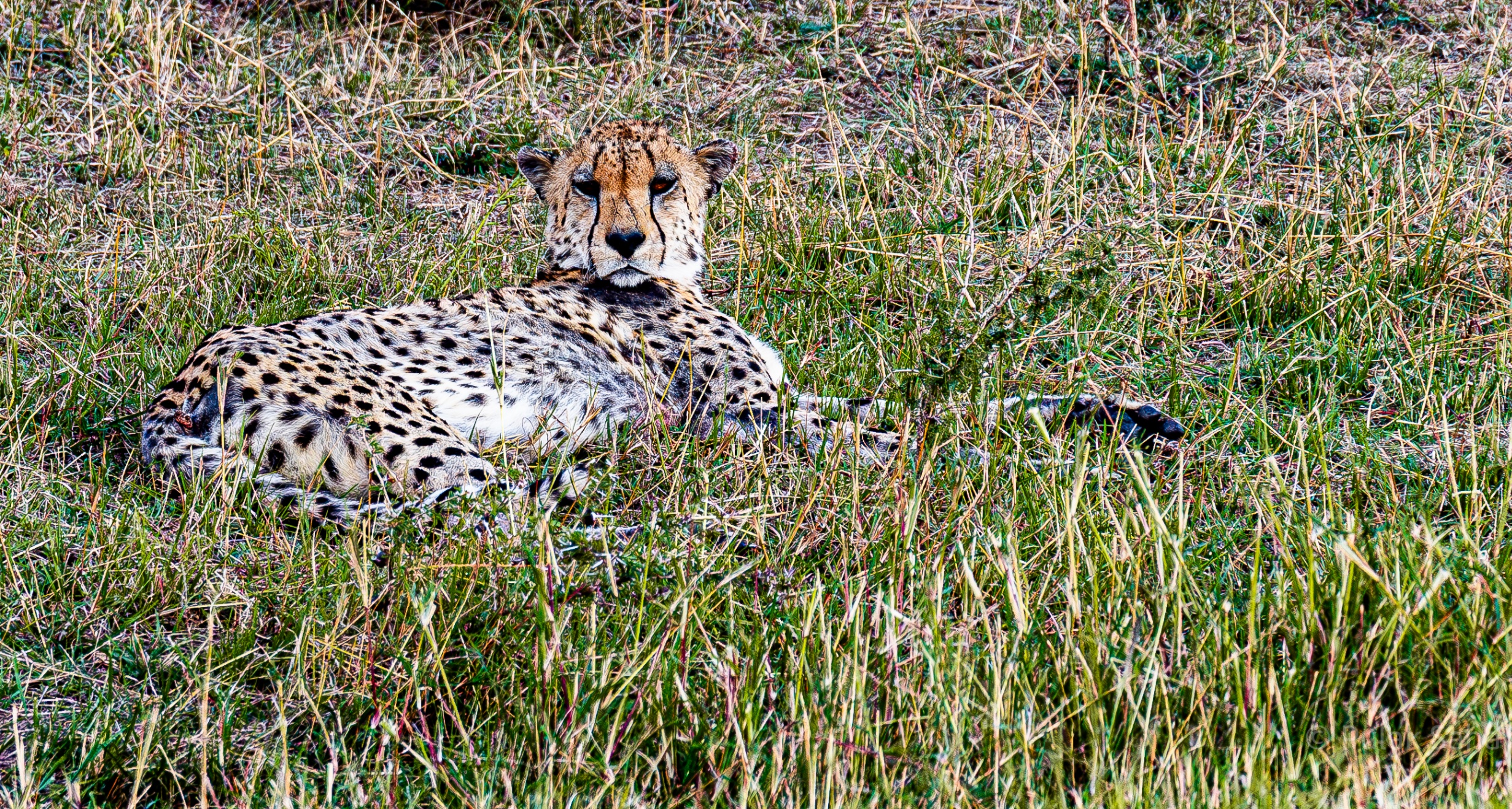 Cheetah reclining